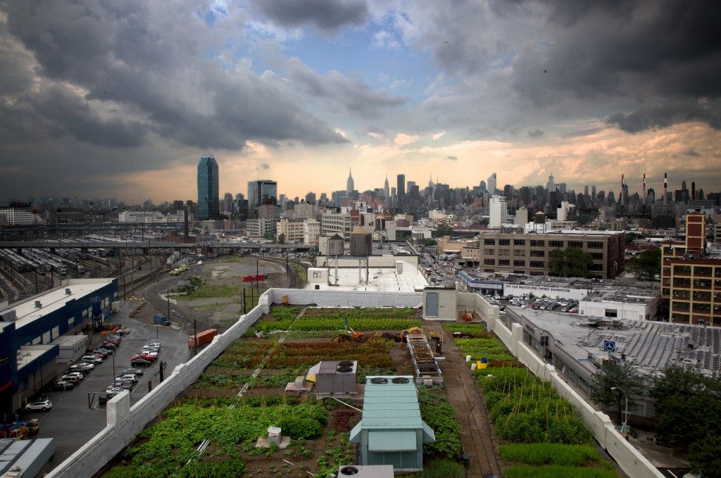 Transition alimentaire - agriculture urbaine - brooklyn - ville durable - toit potager -