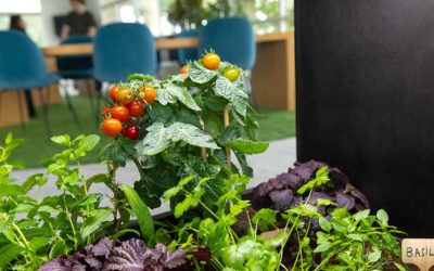 Aménagement d’espaces professionnels et biophilie
