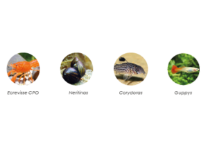 Ecrevisse CPO, Neritinas, Corydoras, Guppys