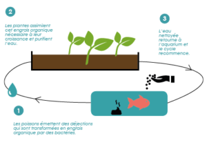 Explication du fonctionnement de la technique d'agriculture de l'aquaponie. Circuit fermé qui permet une symbiose entre poissons, bactéries et plantes.