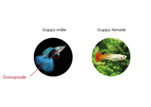Guppys mâles et femelles
