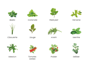 Basilic, Coriandre, Persil, Verveine, Ciboulette, Sauge, Aneth, Menthe, Mesclun, Tomates cerises, Fraisier, Mélisse