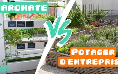 L’aquaponie, potager d’entreprise à moindres frais
