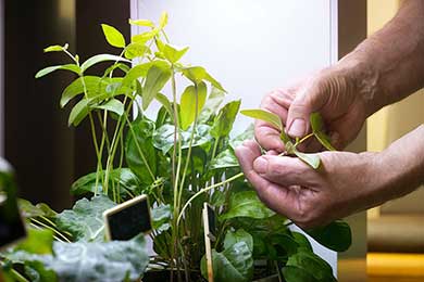 La biophilie en entreprise